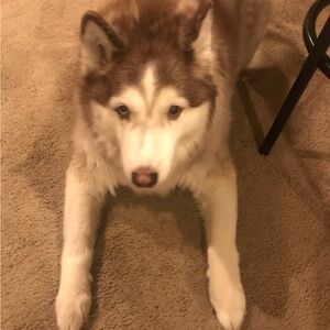 Meet your Posher, Shelia